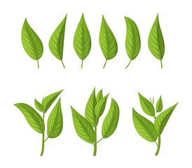 Realistic 3d Detailed Green Tea Leaves Set. Vector