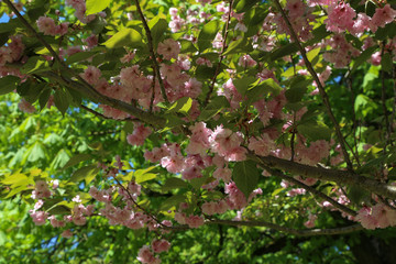 Blooming Japanese cherry in the city park