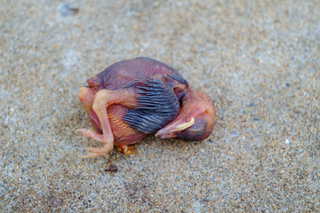 bird baby die after rainy storm