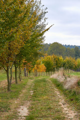 Naklejka premium Green Forest. Beautiful view of nature. Landscape photo of green forest. Forest nature on a sunny day. Beautiful nature of Germany. Photo of forests in Germany.