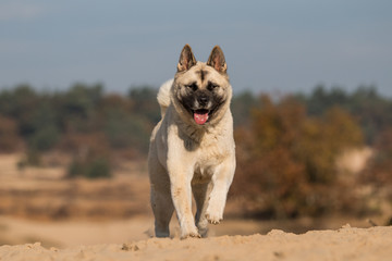 American Akita | Dog