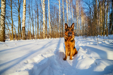 Dog German Shepherd in a forest in a winter