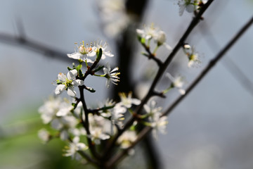 White plum flowers in garden.