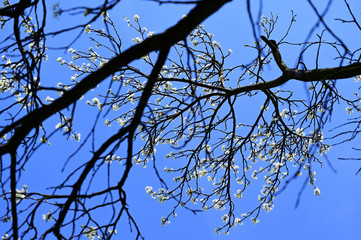 White plum flowers in garden.