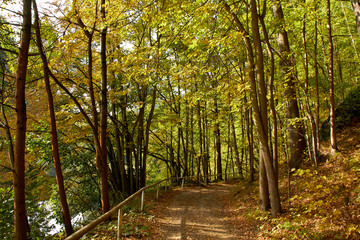 Green Forest. Beautiful view of nature. Landscape photo of green forest. Forest nature on a sunny day. Beautiful nature of Germany. Photo of forests in  Germany.
