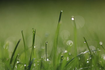 Fototapeta premium Close Up Of Fresh Grass With Water Drops In The Early Morning