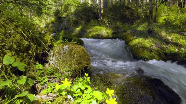 4k tracking shot of natural alpine mountain river creek in green forest woods background