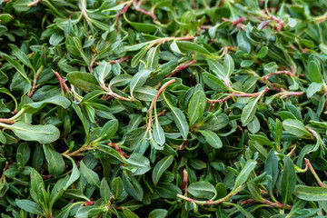 madımak food consumed as fresh grass, knotweed grass to the turkey, madimak grass close-up,...