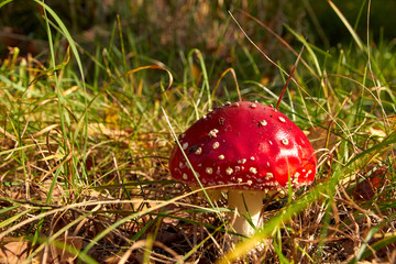 Mushroom toadstool. Poisonous mushroom with a red hat. Mushroom closeup in the grass. Poisonous mushrooms in the forest. Macro photo of a plant in nature.