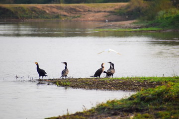 Fototapeta premium Beautiful birds