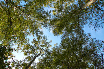Green Forest. Beautiful view of nature. Landscape photo of green forest. Forest nature on a sunny day. Beautiful nature of Germany. Photo of forests in  Germany.