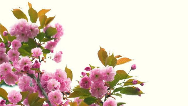 Beautiful border frame of blooming delicate fink floral branches of japanese sakura tree isolated on white background. Real time 4k video footage.