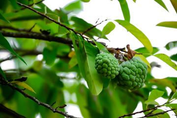 Obraz premium The custard is laying at the end of the branch.