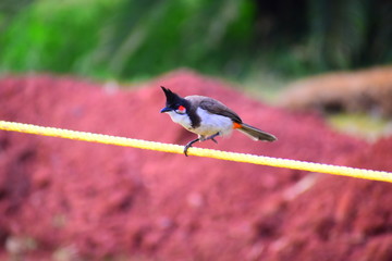 Indian Bulbul bird in dynamic mode