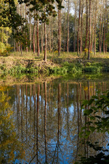 Green forest and river. Forest Lake. The river flows among trees. Beautiful view of nature. Landscape photo of green forest. Forest nature on a sunny day. Beautiful nature of Germany.