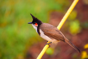 Indian Bulbul bird in dynamic mode