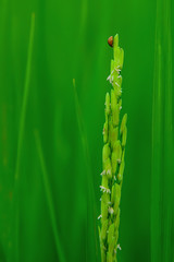 The rice grains are coming out.