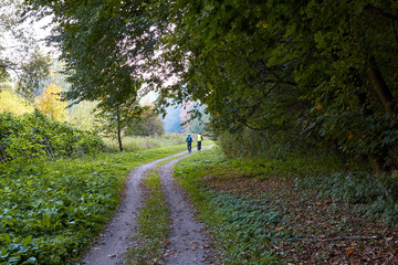 Obraz premium Cyclists in the forest. People ride bicycles along the forest road. Tourists travel by bike through the woods. Athletes riding bicycles along the forest trail.