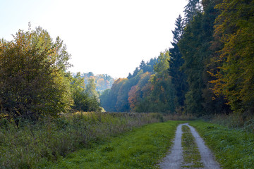 Green Forest. Beautiful view of nature. Landscape photo of green forest. Forest nature on a sunny day. Beautiful nature of Germany. Photo of forests in  Germany.