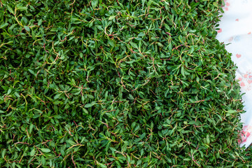 madımak food consumed as fresh grass, knotweed grass to the turkey, madimak grass close-up, madimak herb for cooking,