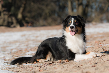 Australian Shepherd black tri
