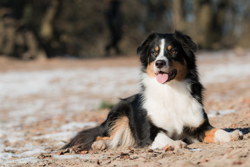 Australian Shepherd in the snow