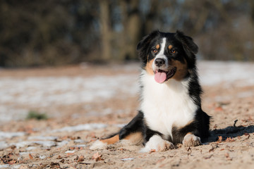 Australian Shepherd on the ground