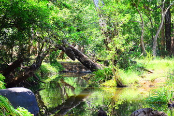 Beauty of nature with river and rock