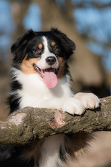 Australian Shepherd in tree