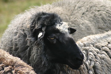 Schafskopf in dicker Wolle