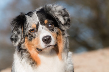 Australian Shepherd portrait