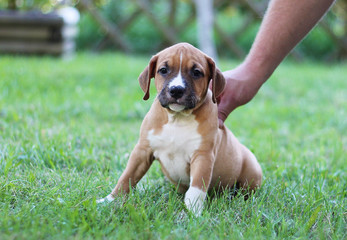 Staffordshire Terrier. American Staffordshire Terrier. Brown puppy