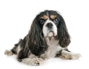 cavalier king charles