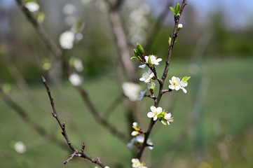 White plum flowers on a tree branch.