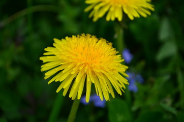beautiful yellow dandelion and honey bee in a green field
