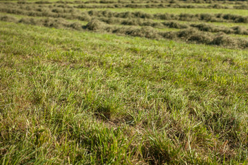 Rural scene during hay harvest in Villnoess in Dolomites