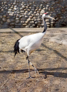 Red-crowned crane. The Japanese crane is a sacred bird in Japan and in China. The Japanese crane is one of the largest, its height is about 158 cm, and the weight is 7.5 kg. Most of the plumage, inclu