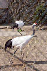 Obraz premium Red-crowned crane. The Japanese crane is a sacred bird in Japan and in China. The Japanese crane is one of the largest, its height is about 158 cm, and the weight is 7.5 kg. Most of the plumage, inclu