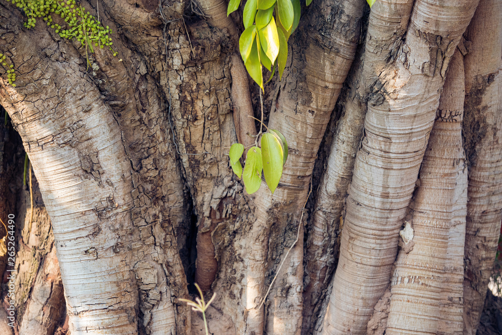 Poster large tree, trunk of a large tree tree and forest