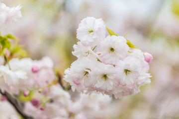 Spring blooming white cherry blossoms, Japan