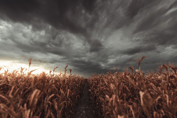 Verdorrtes Maisfeld mit bewölktem Himmel läutet Sturm ein