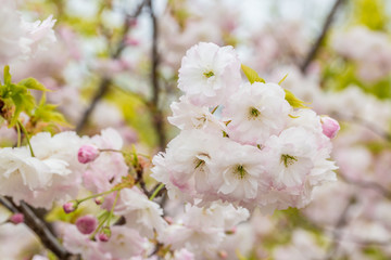 Spring blooming white cherry blossoms, Japan