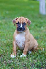 American Staffordshire Terrier. Brown puppy. American puppy