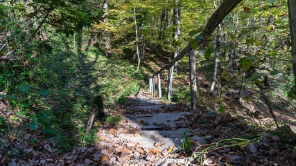 Mossy bridge in the boxwood grove of Sochi, Russia.