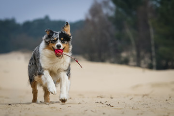 Dog running with toy