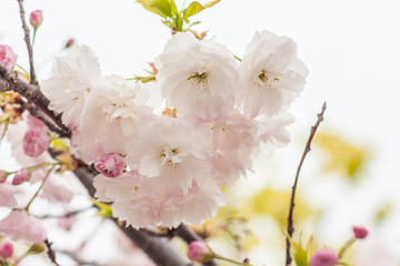Spring blooming white cherry blossoms, Japan