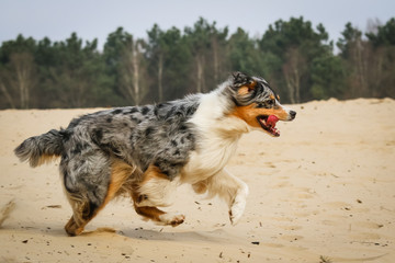 Australian Shepherd having fun