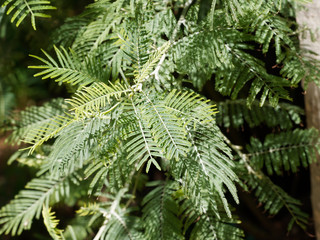 Acacia dealbata - Mimosa des fleuristes ou mimosa d'hiver 