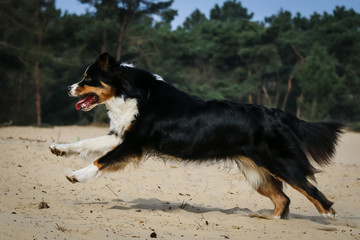 Australian Shepherd full speed