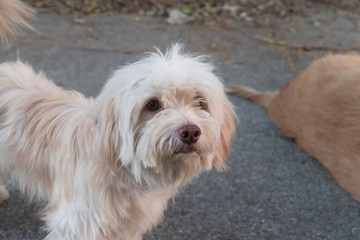 White shabby small dog looking at camera in park